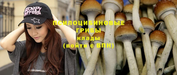 прущие грибы Абаза